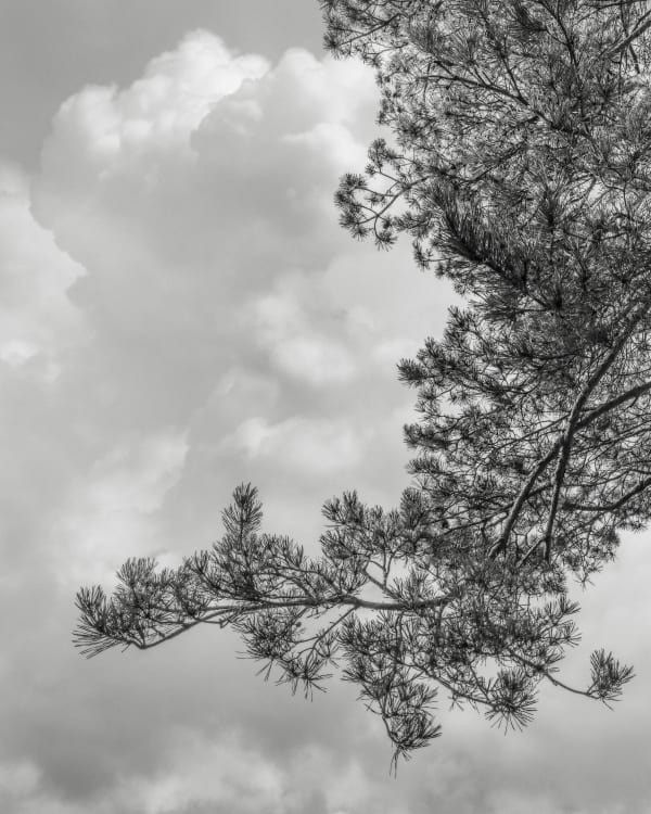 Jeffrey Conley, Branch and Clouds, France, 2022