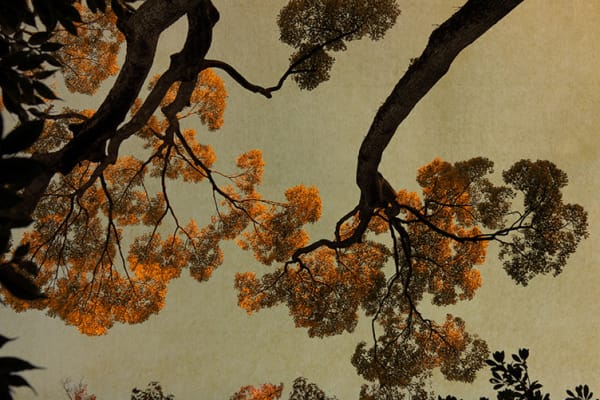 Albarrán Cabrera, The Mouth of Krishna #502, 2016