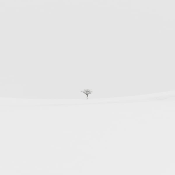 Jeffrey Conley, Tree and Snow Ledge, Japan, 2025