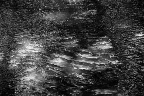 Bruno Augsburger, Returning to Spawning Grounds II, British Columbia, 2013