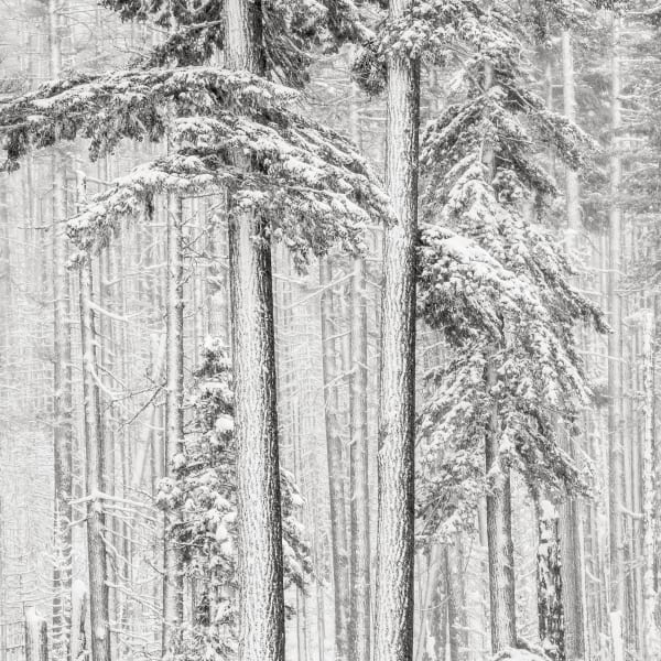 Jeffrey Conley, Near Santiam Pass, Oregon, 2009