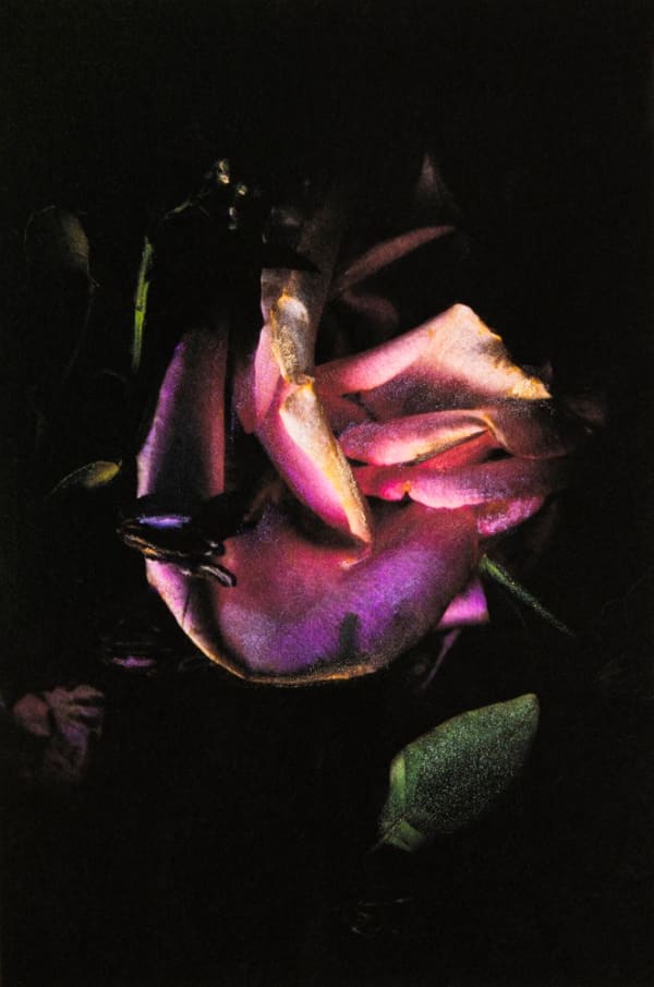 Aimée Hoving, Rembling, 2023