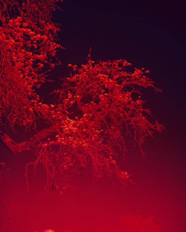 Simone Kappeler, Birnbaum III, Griesenberg, 20.4.2021, 2021