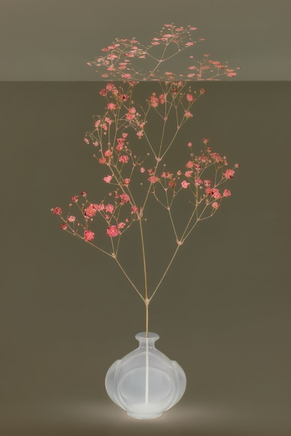 Danielle Kwaaitaal, Mirage Series - Baby's Breath, 2024