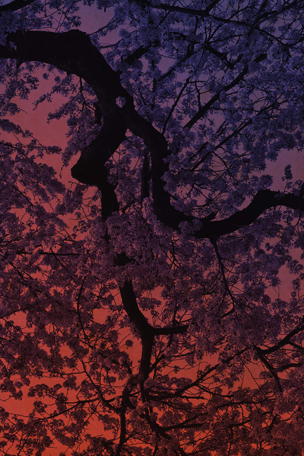 Albarrán Cabrera, The Mouth of Krishna #60455, 2018