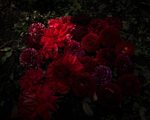 Cig Harvey, Red Dahlias, Camden, Maine, 2021