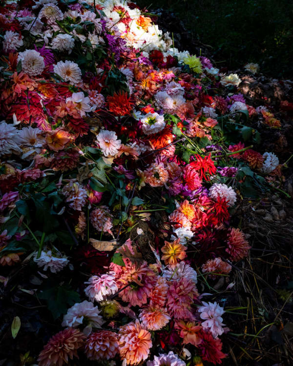 Cig Harvey, Dahlias, Camden, Maine, 2019