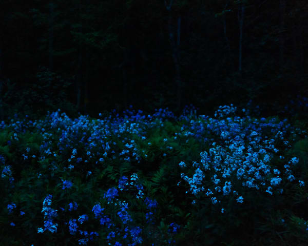 Cig Harvey, Lunar Eclipse & Wild Phlox, Rockport, Maine, 2021