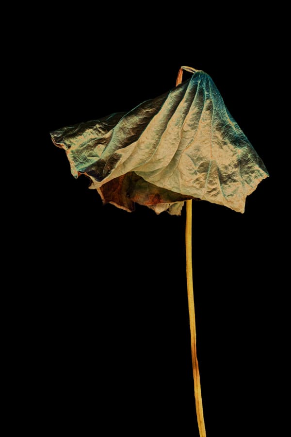 Albarrán Cabrera, The Mouth of Krishna #60198, 2016