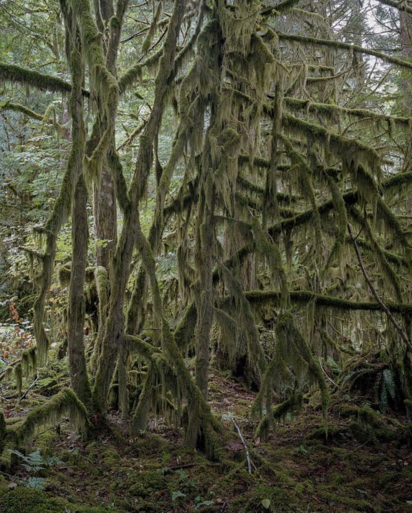 Bruno Augsburger, Mamquam Forest, British Columbia, 2013