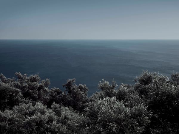 Sandro Diener, Olive Forest II, Greece, 2019