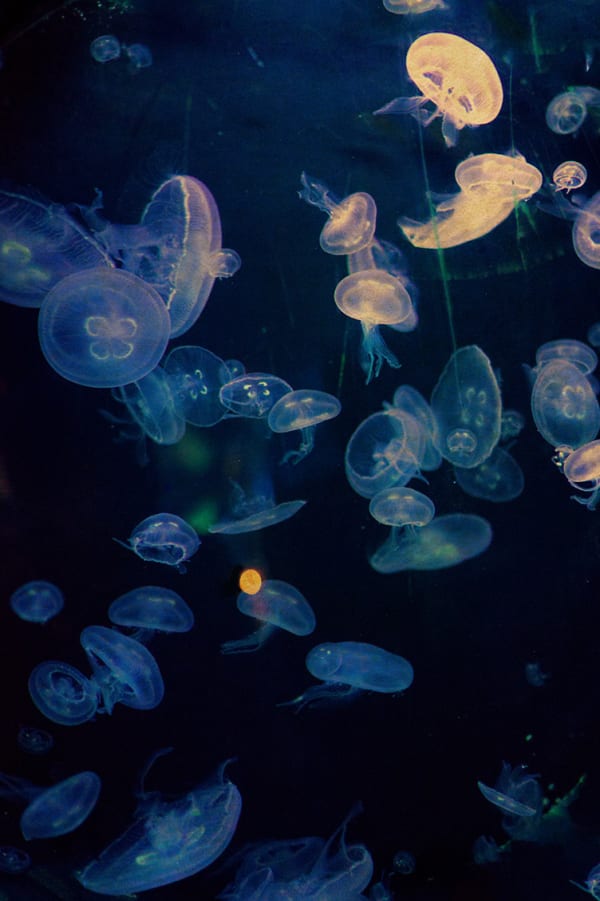 Albarrán Cabrera, The Mouth of Krishna #177, 2016