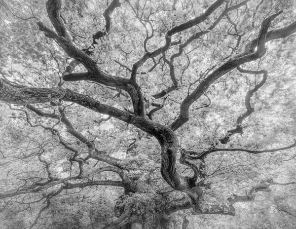 Jeffrey Conley, Ancient Oak 1, U.K., 2022