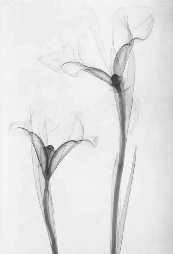 Simone Kappeler, Iris, 22.2.1997, 1997