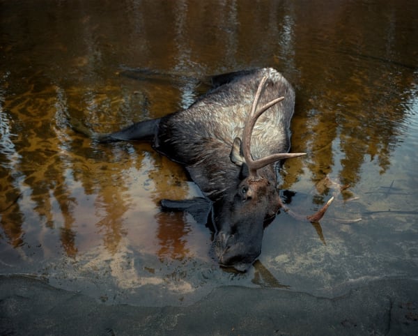 Bruno Augsburger, Alces Alces, Yukon, 2009