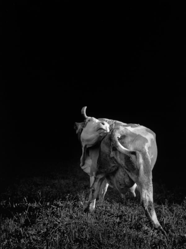 René Groebli, Kuh Landdienst (#612), Winterberg, Schweiz, 1946