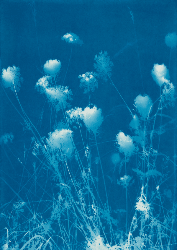 Simone Kappeler, Wilde Möhre, Egelsee, 18.7.2018, 2018