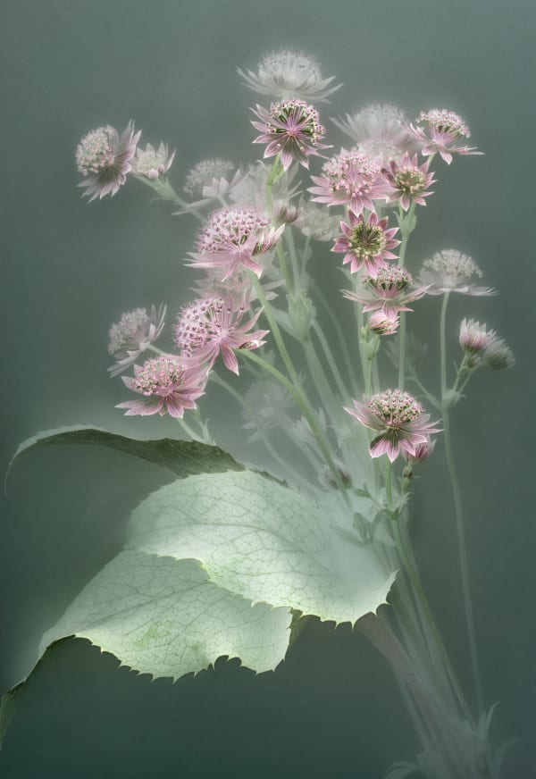 Danielle Kwaaitaal, Florilegium P79, 2021