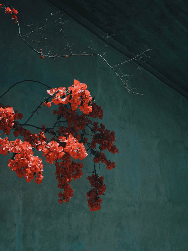 Sandro Diener, Bougainvillea, Greece, 2019