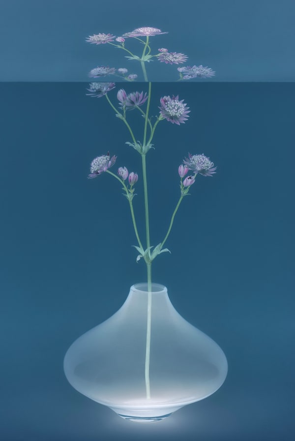 Danielle Kwaaitaal, Mirage Series - Astrantia, 2024