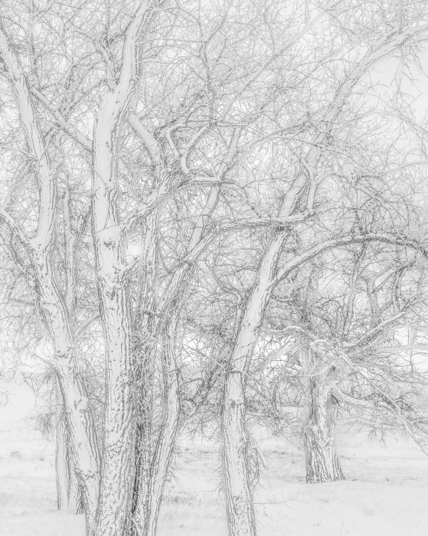 Jeffrey Conley, Snow Covered Trees, near Zurich, Montana, 2020
