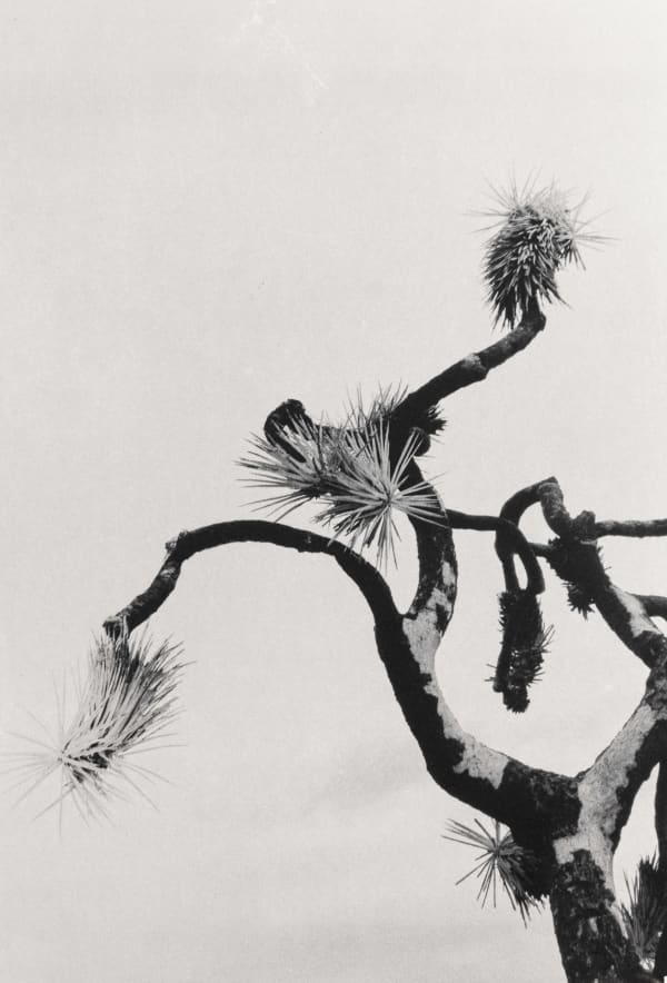 Margaret Lansink, Snow-white, 2022