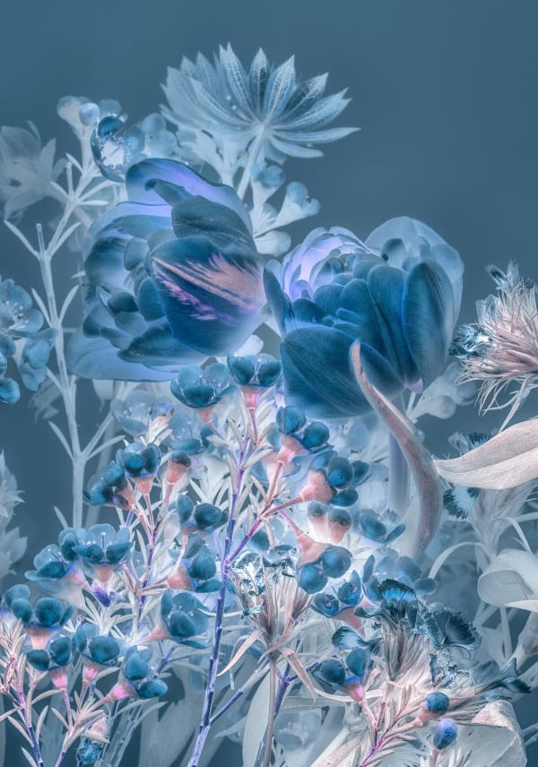 Danielle Kwaaitaal, Florilegium P50, 2018