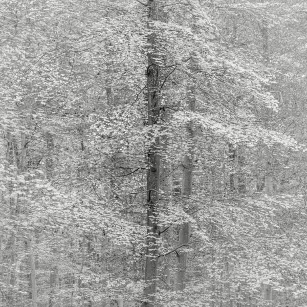 Jeffrey Conley, Autumn Beech Tree, France, 2021