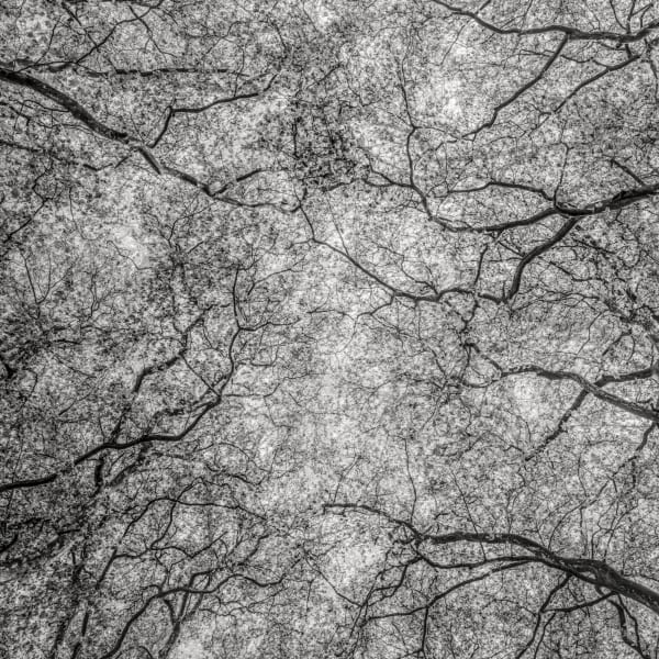 Jeffrey Conley, Trees, Leaves, and Light, France, 2022