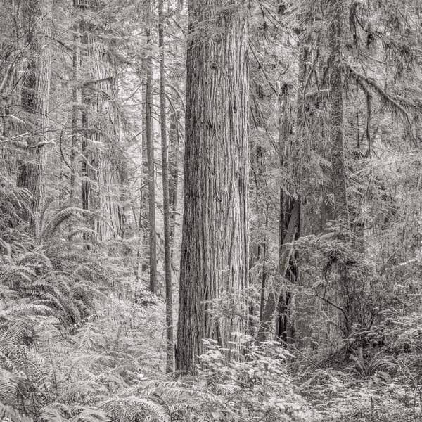 Jeffrey Conley, Primordial Redwood Forest, California, 2015