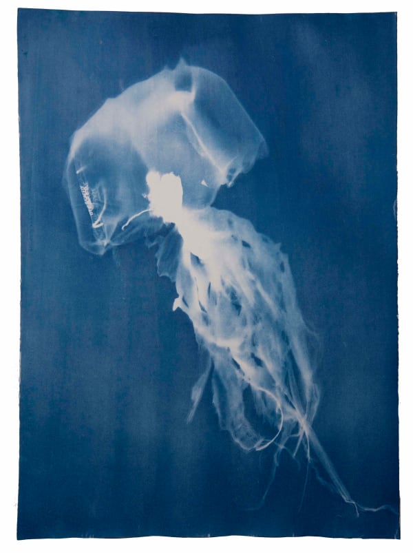 Rachel Thomson, Invasive Medusa no. 8, 2023