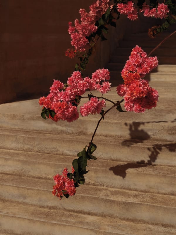 Sandro Diener, Bougainvillea II, 2023