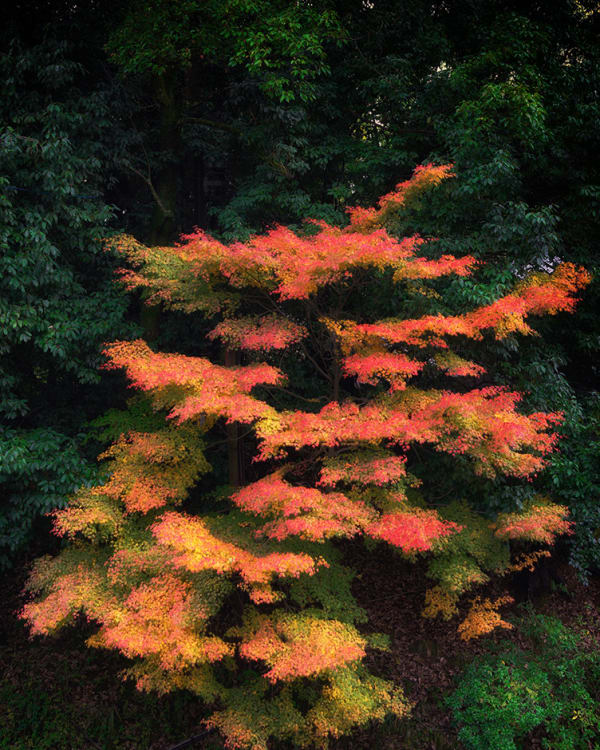 Albarrán Cabrera, The Mouth of Krishna #50531, 2016