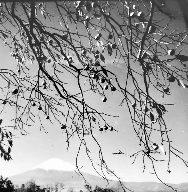 Werner Bischof, Fuji-San mit Ästen, Japan, 1951