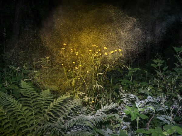 Inka & Niclas, Luminous Matter I, 2019