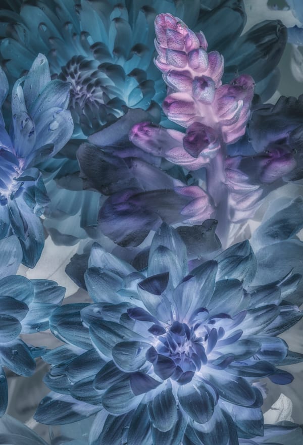 Danielle Kwaaitaal, Florilegium P105, 2017