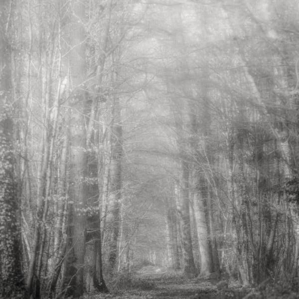 Jeffrey Conley, Light and Forest Path, Fontainebleau, France, 2024