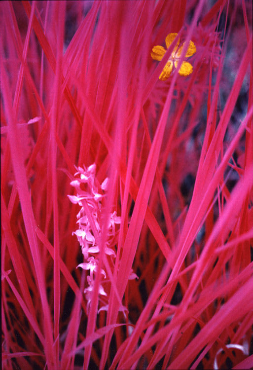 Simone Kappeler, Wiesenstück I, Immenberg, 23.5.1998, 1998