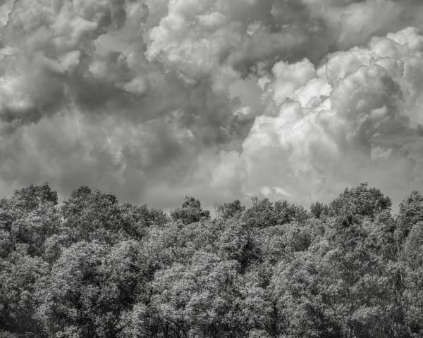 Jeffrey Conley, Wind-Blown Trees and Clouds, France, 2023