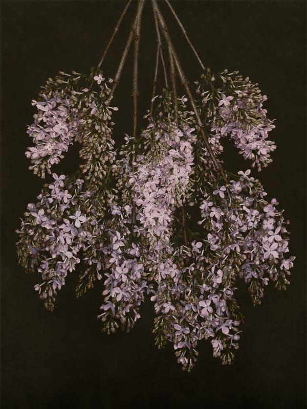 Ilona Langbroek, Lilacs from Heaven, 2023