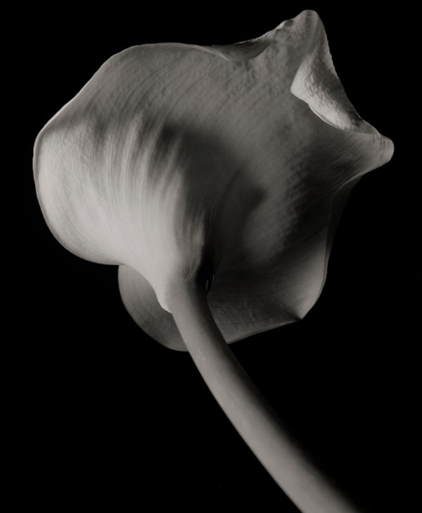 Kenro Izu, Still Life #542, 1995