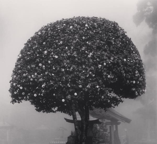 Michael Kenna, Camellia Tree, Shosanji, Tokushima, Shikoku, Japan, 2010