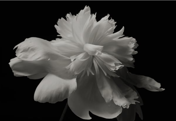 Kenro Izu, Still Life #795, 1999