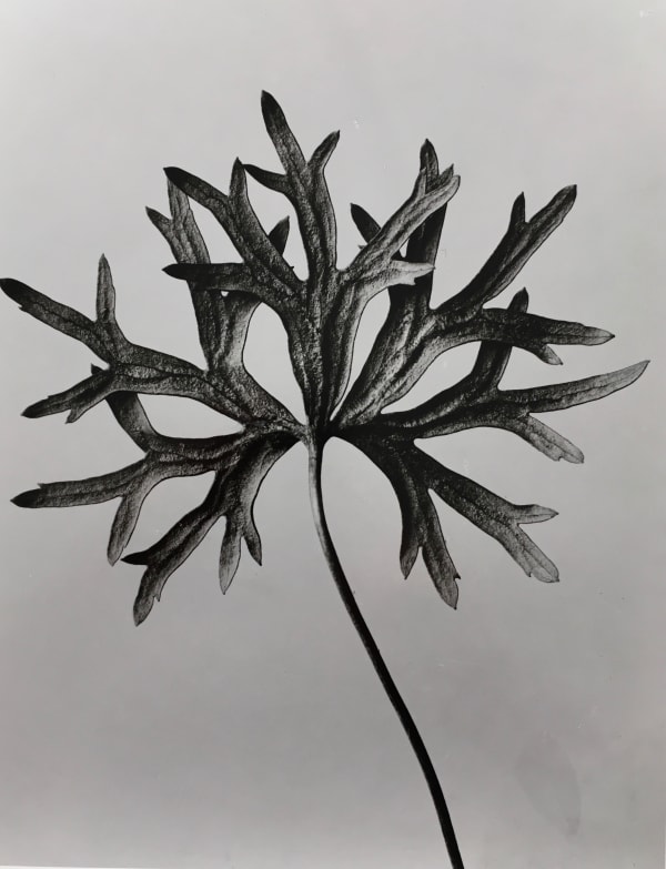 Karl Blossfeldt, Aconitum anthora. Schmalblätteriger Eisenhut, 3fache Vergrösserung, 1910/20s