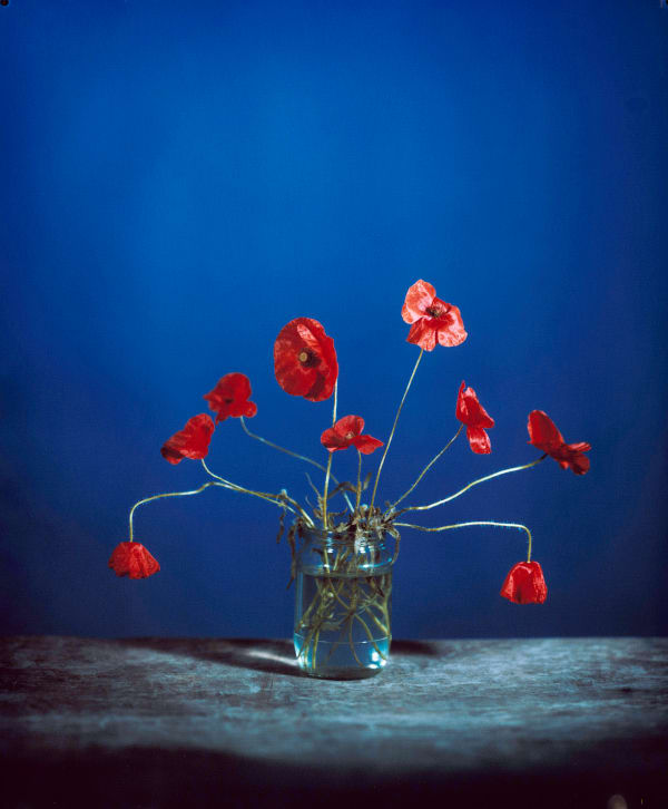 Common Poppy