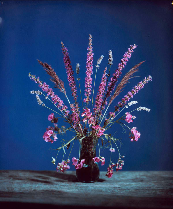 Purple loosestrife, narrow-leaved everlasting-pea, lavender and common reed