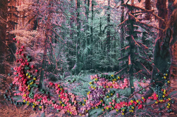 The Secret Life of Trees I, Image #06.2