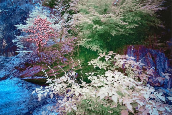 The Secret Life of Trees I, Image #10