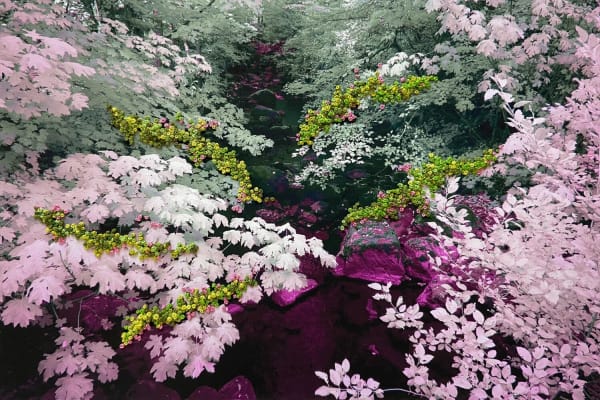 The Secret Life of Trees I, Image #12