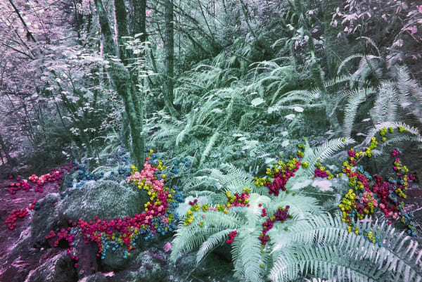 Adriene Hughes, The Secret Life of Trees I, Image #11, 2020